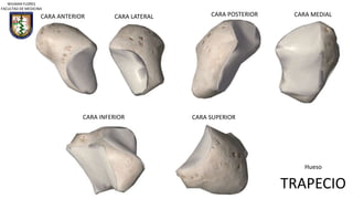 CARA ANTERIOR CARA LATERAL CARA POSTERIOR CARA MEDIAL
CARA INFERIOR CARA SUPERIOR
Hueso
TRAPECIO
WILMAN FLORES
FACULTAD DE MEDICINA
 