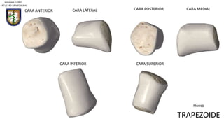 CARA ANTERIOR CARA LATERAL CARA POSTERIOR CARA MEDIAL
CARA INFERIOR CARA SUPERIOR
Hueso
TRAPEZOIDE
WILMAN FLORES
FACULTAD DE MEDICINA
 