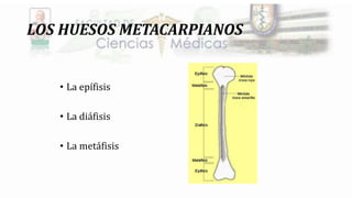 LOS HUESOS METACARPIANOS
• La epífisis
• La diáfisis
• La metáfisis
 