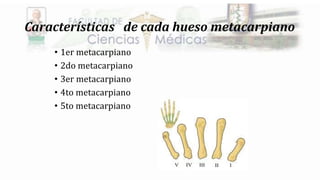 Características de cada hueso metacarpiano
• 1er metacarpiano
• 2do metacarpiano
• 3er metacarpiano
• 4to metacarpiano
• 5to metacarpiano
 