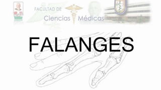 FALANGES
 
