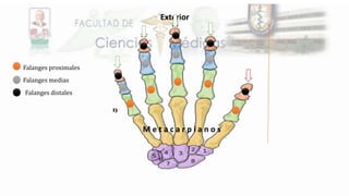 M e t a c a r p i a n o s
Exterior
Falanges proximales
Falanges medias
Falanges distales
 