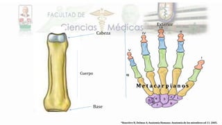 Cuerpo
M e t a c a r p i a n o s
Exterior
Base
Cabeza
*Rouvière H, Delmas A, Anatomía Humana: Anatomía de los miembros ed 11. 2005.
 