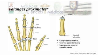 Falanges Netter Huesos de la mano | PPTX