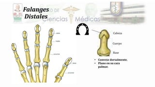 Falanges
Distales
Cuerpo
Base
Cabeza
• Convexo dorsalmente.
• Plano en su cara
palmar.
 