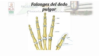 Falanges del dedo
pulgar
 