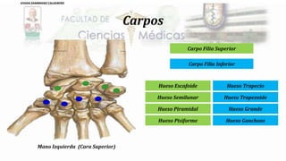 Carpos
Carpo Filia Superior
Carpo Filia Inferior
Mano Izquierda (Cara Superior)
Hueso Escafoide
Hueso Semilunar
Hueso Piramidal
Hueso Pisiforme
Hueso Trapecio
Hueso Trapezoide
Hueso Grande
Hueso Ganchoso
VIVIAN ZAMBRANO CALDERERO
 