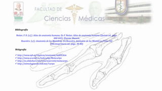 Bibliografía
Netter, F. H. (s.f.). Atlas de anatomía humana. En F. Netter, Atlas de anatomía humana (Quinta ed., págs.
440-445). Elsevier Masson.
Rouviére. (s.f.). Anatomía de los Miembros. En Rouviére, Anatomía de los Miembros [Tomo III]
(Décimoprimera ed., págs. 30-40)
.
Webgrafía
 http://www.iqb.es/cbasicas/anatomia/es005.htm
 http://www.ecured.cu/index.php/Metacarpo
 http://es.slideshare.net/rosarioservinh/metacarpo
 http://etimologias.dechile.net/?carpo
 