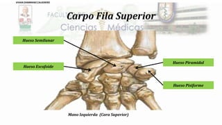 Carpo Fila Superior
Mano Izquierda (Cara Superior)
Hueso Escafoide
Hueso Semilunar
Hueso Pisiforme
Hueso Piramidal
VIVIAN ZAMBRANO CALDERERO
 