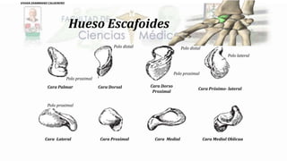 Hueso Escafoides
Cara Lateral Cara Proximal Cara Medial Cara Medial Oblicua
Cara Palmar Cara Dorsal Cara Dorso
Proximal
Cara Próximo- lateral
Polo proximal
Polo proximal
Polo proximal
Polo lateral
Polo distalPolo distal
VIVIAN ZAMBRANO CALDERERO
 