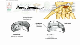 Hueso Semilunar
Cara Inferior
Cara Superior
Articula con Radio
Cara Lateral
Cara LateralCara Medial
Articula con escafoides
Articula con
Piramidal
Articula con
H. Grande y H. ganchoso
VIVIAN ZAMBRANO CALDERERO
 