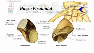 Hueso Piramidal
Visión PosteriorVisión Anterior
Articula con
el H. pisiforme
Articula con
el H. Ganchoso
Articula con
el H. semilunar
Articula con
el ligamento triangular
Cara posterior
Cresta piramidal
Tubérculo
piramidal
Cara Inferior
Cara Superior
Cara Anterior
Cara Lateral
VIVIAN ZAMBRANO CALDERERO
 
