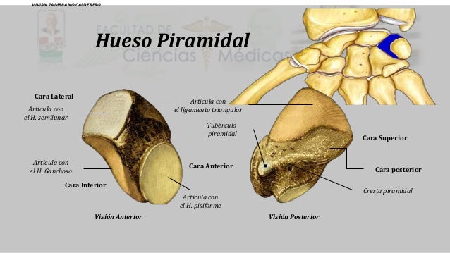 Huesos De La Mano huesos-de-la-mano