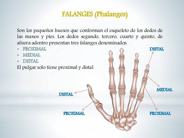 download Prostate Cancer: