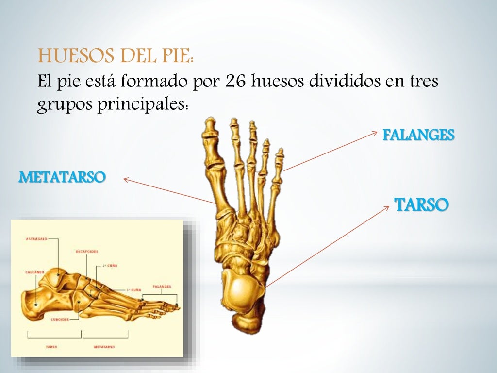 Segunda Falange De Las Manos Y Los Pies Huesos de la mano y pie