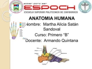 ANATOMÍA HUMANA
Nombre: Martha Alicia Satán
Sandoval
Curso: Primero “B”
Docente: Armando Quintana
 