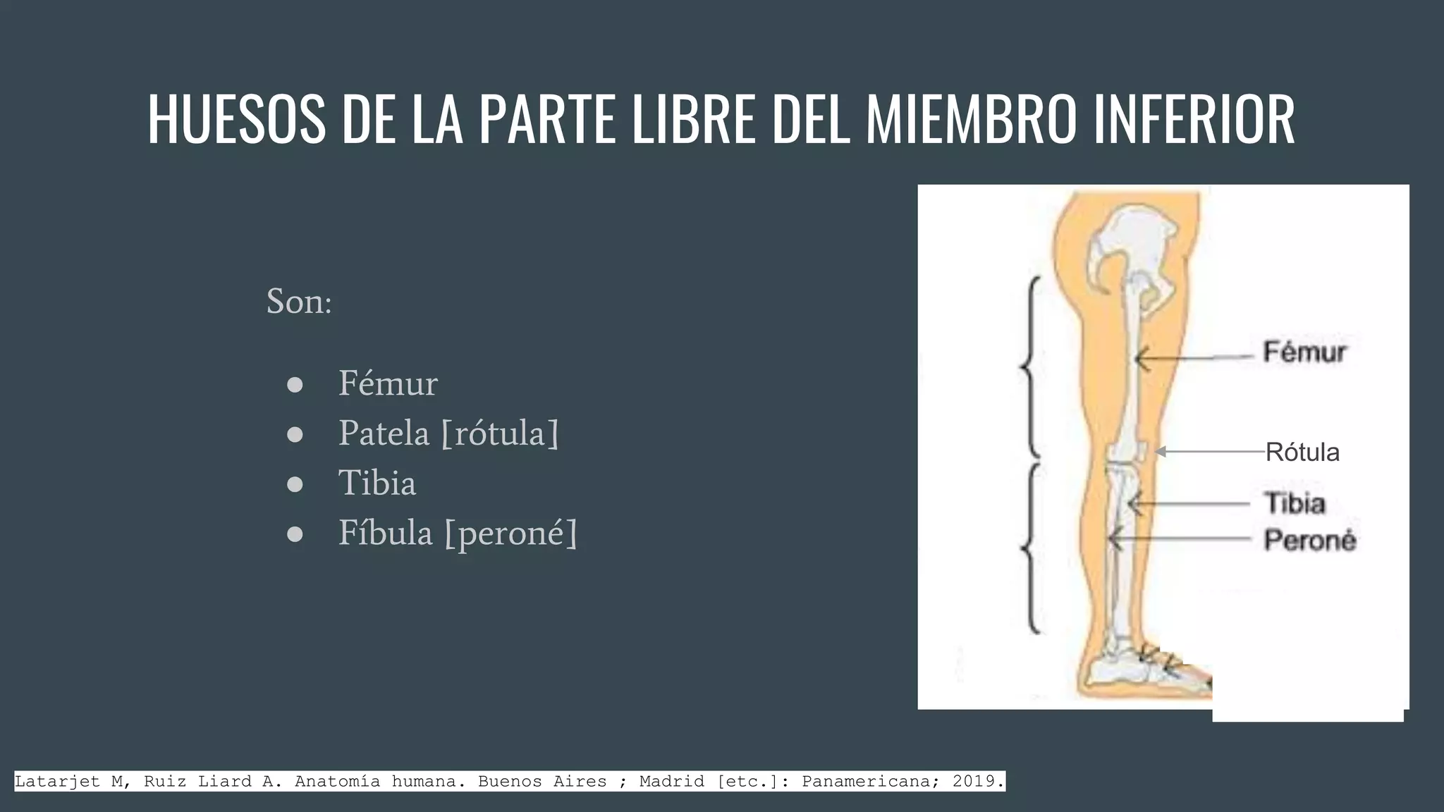 HUESOS DE LA PARTE LIBRE DEL MIEMBRO INFERIOR..pptx