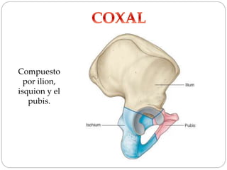 Compuesto
por ilion,
isquion y el
pubis.
 