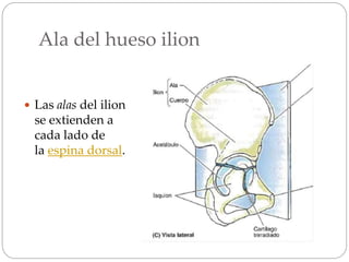 Ala del hueso ilion
 Las alas del ilion
se extienden a
cada lado de
la espina dorsal.
 