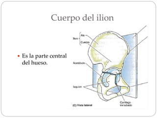 Cuerpo del ilion
 Es la parte central
del hueso.
 