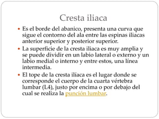 Cresta iliaca
 Es el borde del abanico, presenta una curva que
sigue el contorno del ala entre las espinas iliacas
anterior superior y posterior superior.
 La superficie de la cresta iliaca es muy amplia y
se puede dividir en un labio lateral o externo y un
labio medial o interno y entre estos, una línea
intermedia.
 El tope de la cresta ilíaca es el lugar donde se
corresponde el cuerpo de la cuarta vértebra
lumbar (L4), justo por encima o por debajo del
cual se realiza la punción lumbar.
 