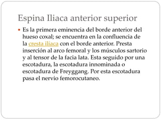 Espina Iliaca anterior superior
 Es la primera eminencia del borde anterior del
hueso coxal; se encuentra en la confluencia de
la cresta ilíaca con el borde anterior. Presta
inserción al arco femoral y los músculos sartorio
y al tensor de la facia lata. Esta seguido por una
escotadura, la escotadura innominada o
escotadura de Freyggang. Por esta escotadura
pasa el nervio femorocutaneo.
 