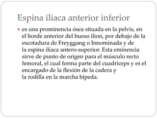 Espina iliaca anterior inferior
 es una prominencia ósea situada en la pelvis, en
el borde anterior del hueso ilion, por debajo de la
escotadura de Freyggang o Innominada y de
la espina ilíaca antero-superior. Esta eminencia
sirve de punto de origen para el músculo recto
femoral, el cual forma parte del cuadriceps y es el
encargado de la flexión de la cadera y
la rodilla en la marcha bípeda.
 