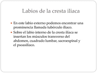 Labios de la cresta iliaca
 En este labio externo podemos encontrar una
prominencia llamada tubérculo iliaco.
 Sobre el labio interno de la cresta ilíaca se
insertan los músculos transverso del
abdomen, cuadrado lumbar, sacroespinal y
el psoasilíaco.
 