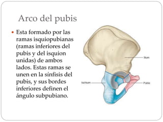 Arco del pubis
 Esta formado por las
ramas isquiopubianas
(ramas inferiores del
pubis y del isquion
unidas) de ambos
lados. Estas ramas se
unen en la sínfisis del
pubis, y sus bordes
inferiores definen el
ángulo subpubiano.
 