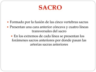  Formado por la fusión de las cinco vertebras sacras
 Presentan una cara anterior cóncava y cuatro líneas
transversales del sacro
 En los extremos de cada línea se presentan los
forámenes sacros anteriores por donde pasan las
arterias sacras anteriores
 