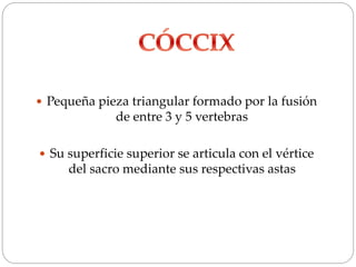  Pequeña pieza triangular formado por la fusión
de entre 3 y 5 vertebras
 Su superficie superior se articula con el vértice
del sacro mediante sus respectivas astas
 
