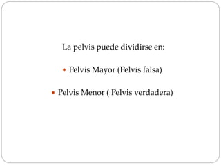 La pelvis puede dividirse en:
 Pelvis Mayor (Pelvis falsa)
 Pelvis Menor ( Pelvis verdadera)
 