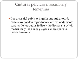 Cinturas pélvicas masculina y
femenina
 Los arcos del pubis, o ángulos subpubianos, de
cada sexo pueden reproducirse aproximadamente
separando los dedos índice y medio para la pelvis
masculina y los dedos pulgar e índice para la
pelvis femenina.
 