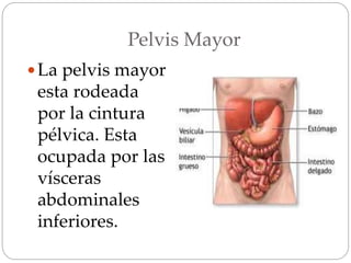 Pelvis Mayor
La pelvis mayor
esta rodeada
por la cintura
pélvica. Esta
ocupada por las
vísceras
abdominales
inferiores.
 