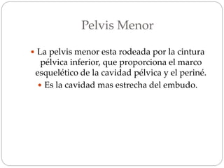 Pelvis Menor
 La pelvis menor esta rodeada por la cintura
pélvica inferior, que proporciona el marco
esquelético de la cavidad pélvica y el periné.
 Es la cavidad mas estrecha del embudo.
 