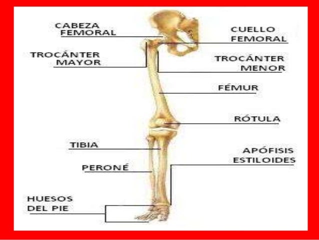 Huesos De Las Extremidades Inferiores