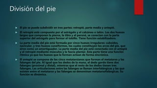 División del pie
 El pie se puede subdividir en tres partes: retropié, parte media y antepié.
 El retropié está compuesto por el astrágalo y el calcáneo o talón. Los dos huesos
largos que componen la pierna, la tibia y el peroné, se conectan con la parte
superior del astrágalo para formar el tobillo. Tiene función estabilizadora.
 La parte media del pie está formada por cinco huesos irregulares: cuboides,
navicular, y tres huesos cuneiformes, los cuales constituyen los arcos del pie, que
sirve como un amortiguador. La parte media del pie está conectada con el antepié
y el retropié mediante músculos y la fascia plantar. Esta parte tiene una función
rítmica ya que los huesos que la forman actúan de forma sincrónica.
 El antepié se compone de los cinco metatarsianos que forman el metatarso y las
falanges del pie. Al igual que los dedos de la mano, el dedo gordo tiene dos
falanges (proximal y distal), mientras que el resto de los dedos tienen tres
falanges. Las articulaciones entre las falanges se llaman interfalángicas y las que
existen entre el metatarso y las falanges se denominan metatarsofalángicas. Su
función es dinámica.
 