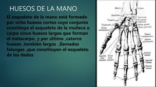 HUESOS DE LA MANO
El esqueleto de la mano está formado
por ocho huesos cortos cuyo conjunto
constituye el esqueleto de la muñeca o
carpo cinco huesos largos que forman
el metacarpo, y por último ,catorce
huesos ,también largos ,llamados
falanges ,que constituyen el esqueleto
de los dedos
 