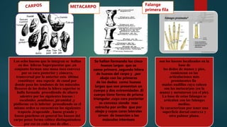 Los ocho huesos que lo integran se hallan
en dos hileras Superpuestas que ,en
conjunto forman una masa ósea convexa
por su cara posterior y cóncava,
transversal por la anterior esta última
constituye una especie de canal por
donde pasa los tendones de los músculos
flexores de los dedos la hilera superior se
halla formada procediendo de afuera
adentro por los siguientes huesos :
escafoides ,semilunar, piramidal ,y
pisiforme en la inferior procediendo en el
mismo orden se encuentran los siguientes
trapecio ,trapezoide , hueso grande y
hueso ganchoso en general los huesos del
carpo posee forma cúbica distinguiéndose
por eso en cada uno de ellos .
Se hallan formando los cinco
huesos largos que se
como primero ,segundo hilera
de huesos del carpo y ,por
abajo con las primeras
de los dedos como huesos
largos que son presentan un
cuerpo y dos extremidades .El
cuerpo tiene forma de prisma
triangular ,cuya cara posterior
es convexa siendo mas
estrecha por arriba que por
abajo y cuyas caras laterales
sirven de inserción a los
músculos interóseo
son los huesos localizados en la
base de
los dedos de manos y pies,
comienzan en las
articulaciones más
prominentes lla
madas nudillos cuya cabeza
son los metacarpos (en la
mano) y metatarsos (en el pie).
La base de estas falanges se
articulan con las falanges
medias.
Se caracterizan por tener una
superficie dorsal convexa y
otra palmar plana.
METACARPO Falange
primera fila
 