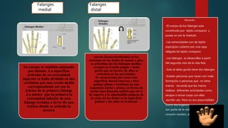 Su cuerpo es también aplanado
por delante .La superficie
articular de su extremidad
superior se halla dividida en dos
vertientes por una cresta media
correspondiente así con la
tróclea de la primera falange
.Lo mismo que la primera la
extremidad inferior de esta
falange termina a favor de una
tróclea donde se articula la
tercera
son los huesos localizados en los
extremos de los dedos de manos y pies,
se articulan con las falanges medias-
excepto en el dedo pulgar y dedo
gordo que al carecer de ellas se
articulan en las proximales.
Se caracterizan por tener una
superficie dorsal convexa y otra
palmar plana y terminan en una
expansión ancha y plana, en forma de
media luna llamada epífisis que sirve
de soporte a la almohadilla pulposa de
la yema de los dedos en la superficie
palmar y las uñas en la dorsal.
Recuerda :
-El cuerpo de los falanges esta
constituido por tejido compacto y
posee un can la medular .
-Las extremidades son de tejido
esponjoso cubierto por una capa
delgada de tejido compacto
-Los falanges se desarrollan a partir
del segundo mes de la vida feta.
-Solo el dedo gordo tiene dos falanges
-Existen personas que nacen con mala
formación o personas que no tiene
manos recuerda que las manos
realizan diferentes actividades como
atrapar o tomar cosas con ellas
,escribir ,etc. Pero no son prescindibles
como los órganos o otros huesos que
son parte de la vida humana ejemplo
corazón-cerebro ,etc.
Falanges
distal
Falanges
medial
 