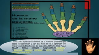 NOTA :Para aprender los huesos de la mano es preferible que
sepas su localización y con esta frase te vas a aprender con
mayor .Facilidad los huesos del carpo ESA SEÑORA PIDE PIZZA
TRAGA TRAGA GRANDE GANCHOZO:ESCAFOIDES–
SEMILUNAR-PIRAMIDAL-PSIFORME-TRAPECIO-TRAPEZOIDE-
GRANDE-GANCHOZO
 