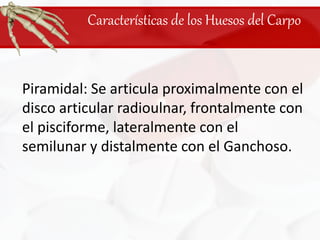 Características de los Huesos del CarpoPiramidal: Se articula proximalmente con el disco articular radioulnar, frontalmente con el pisciforme, lateralmente con el semilunar y distalmente con el Ganchoso.