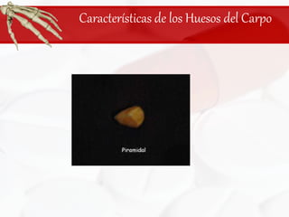 Características de los Huesos del Carpo