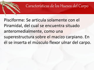 Características de los Huesos del CarpoPisciforme: Se articula solamente con el Piramidal, del cual se encuentra situado anteromedialmente, como una superestructura sobre el macizo carpiano. En él se inserta el músculo flexor ulnar del carpo.
