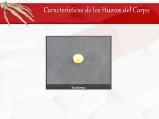 Características de los Huesos del Carpo