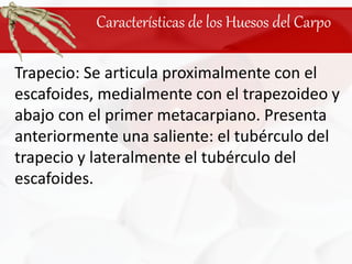 Características de los Huesos del CarpoTrapecio: Se articula proximalmente con el escafoides, medialmente con el trapezoideo y abajo con el primer metacarpiano. Presenta anteriormente una saliente: el tubérculo del trapecio y lateralmente el tubérculo del escafoides.