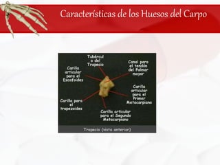 Características de los Huesos del Carpo