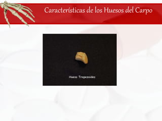 Características de los Huesos del Carpo