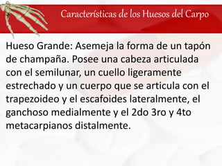 Características de los Huesos del CarpoHueso Grande: Asemeja la forma de un tapón de champaña. Posee una cabeza articulada con el semilunar, un cuello ligeramente estrechado y un cuerpo que se articula con el trapezoideo y el escafoides lateralmente, el ganchoso medialmente y el 2do 3ro y 4to metacarpianos distalmente.