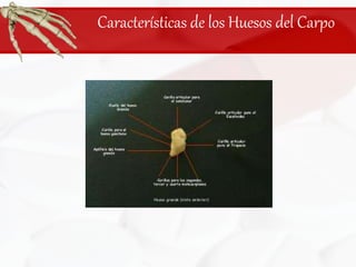 Características de los Huesos del Carpo